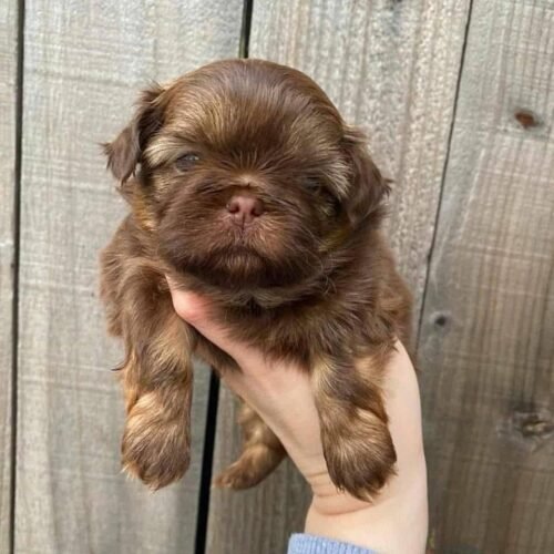 Chocolate Shih Tzu Puppy for Sale | Healthy Small Breed Puppies