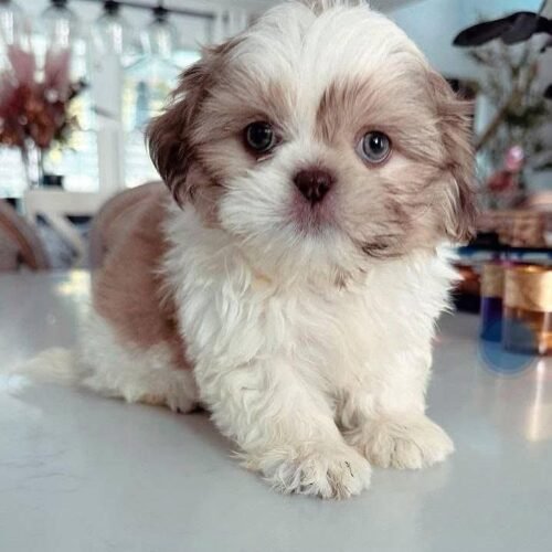 Shih Tzu Puppy for Sale | Adorable Small Breed Companion