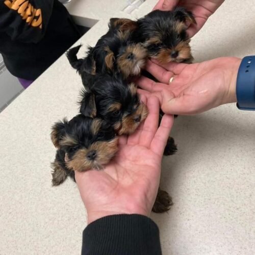 Tiny Yorkie Puppies for Sale | Yorkshire Terrier Litter
