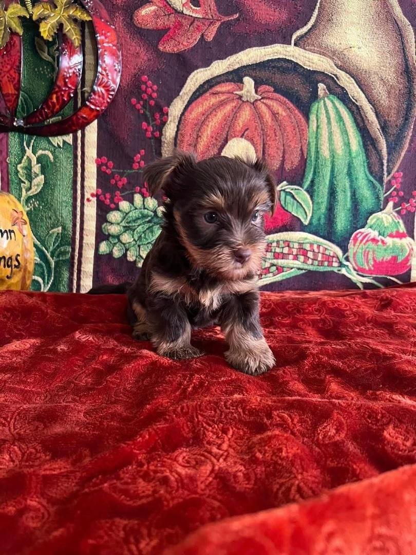 Teacup Yorkie Puppy for Sale | Tiny Yorkshire Terrier - Image 2