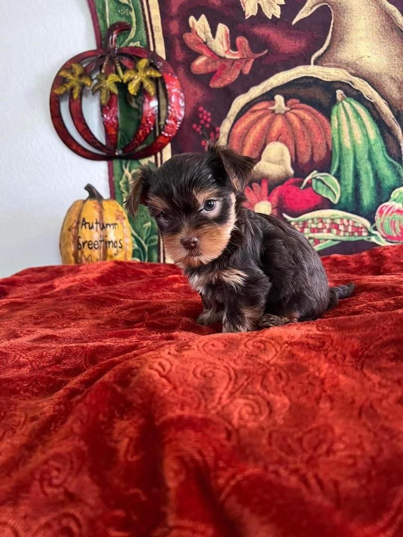 Teacup Yorkie Puppy for Sale | Tiny Yorkshire Terrier - Image 3