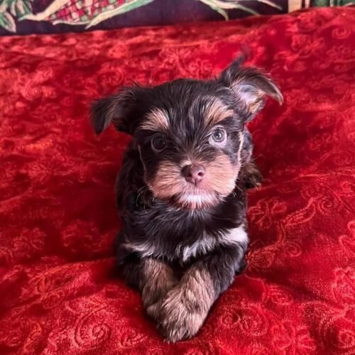 Teacup Yorkie Puppy for Sale | Tiny Yorkshire Terrier