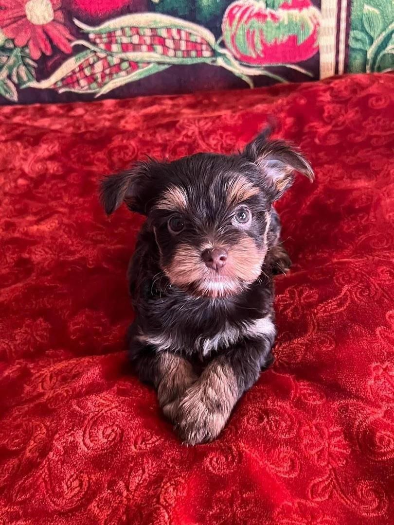 teacup yorkie puppy sitting on red blanket
