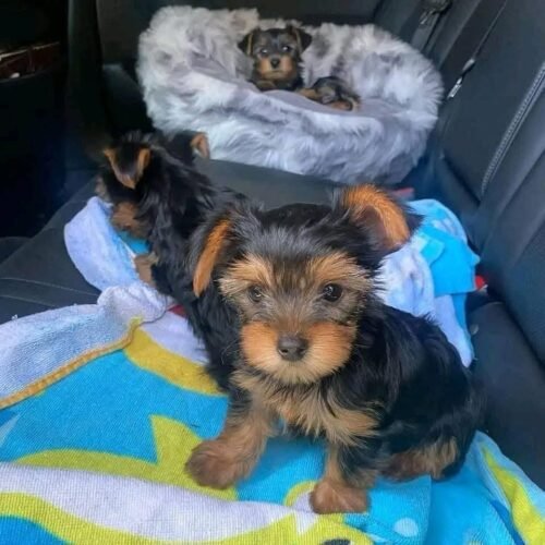 Teacup Yorkie Puppy for Sale | Healthy Small Breed Puppies