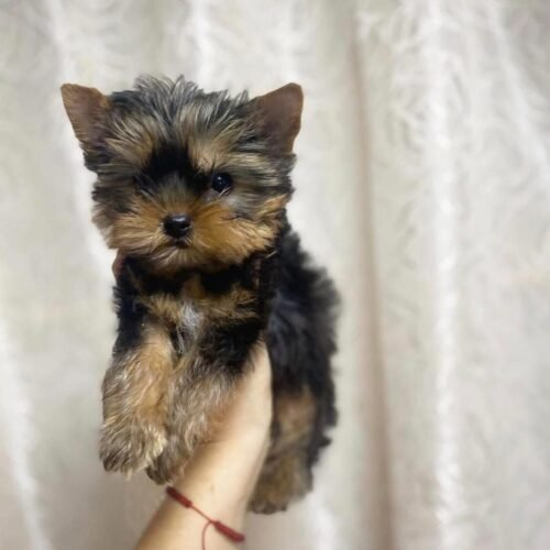 Teacup Yorkie Puppy for Sale – Tiny Yorkshire Terrier Companion