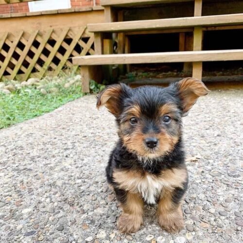 Adorable Teacup Yorkie Puppy for Sale – Healthy & Family Raised