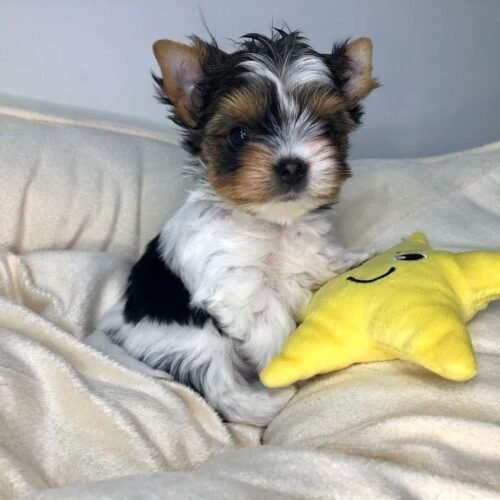 Healthy Teacup Yorkie Puppy for Sale – Tiny, Loving Companion