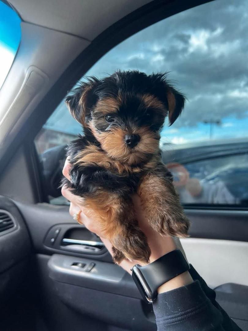Yorkshire Terrier Puppy for Sale – Tiny Yorkie Companion - Image 5