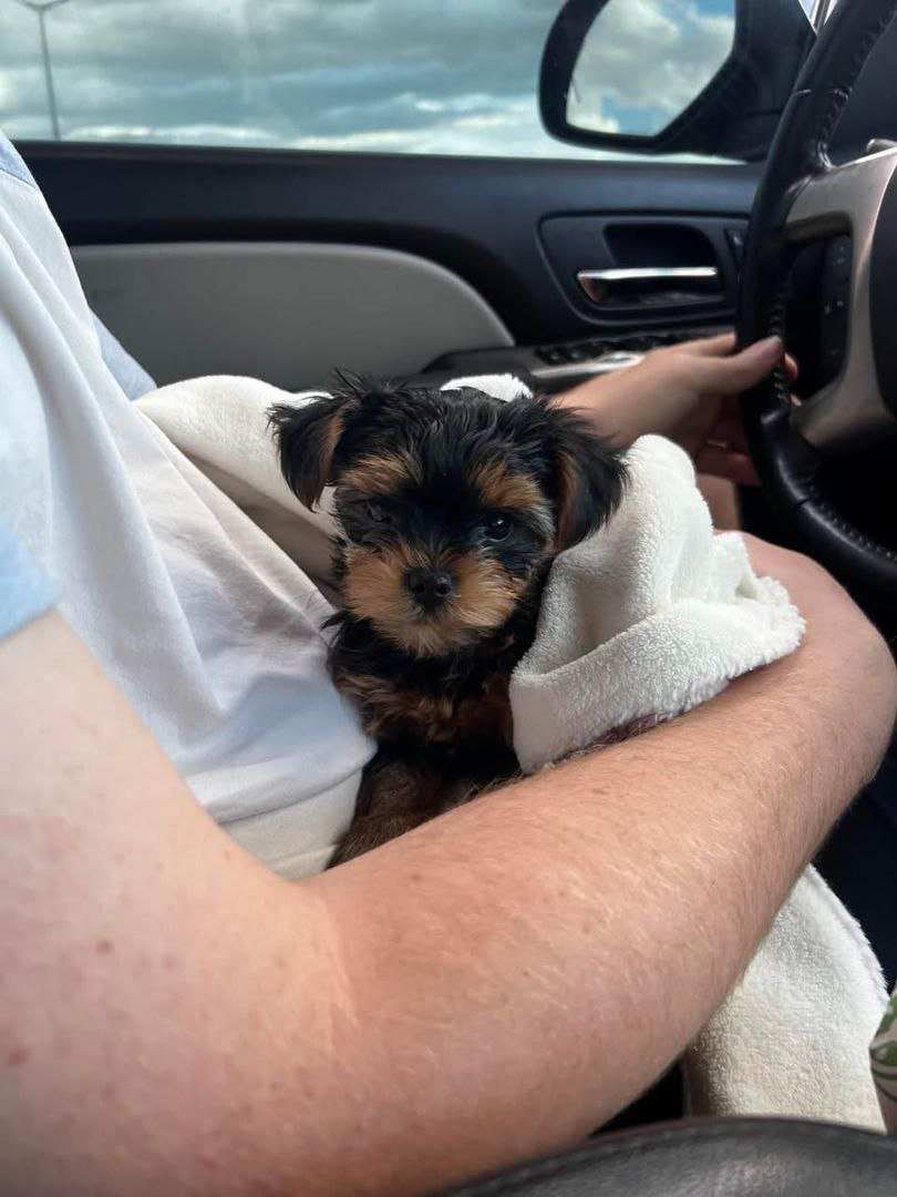 Yorkshire Terrier Puppy for Sale – Tiny Yorkie Companion - Image 4