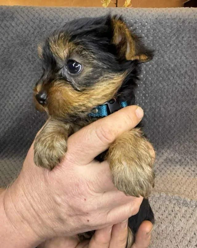 Yorkie puppy for sale