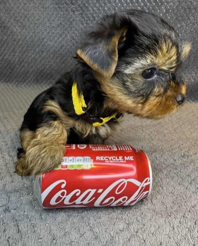 Yorkshire Terrier Puppy for Sale – Tiny Yorkie Companion - Image 2