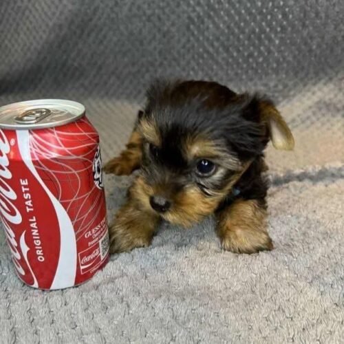 Yorkshire Terrier Puppy for Sale – Tiny Yorkie Companion