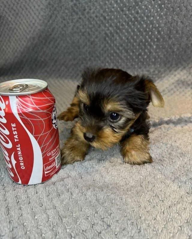 Yorkshire Terrier puppy