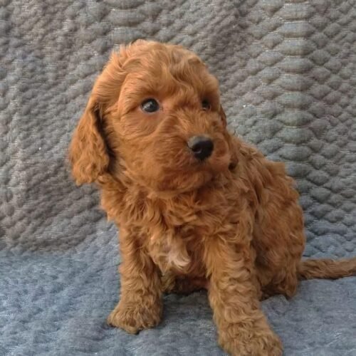 Red Toy Poodle Puppy for Sale – Adorable Tiny Companion