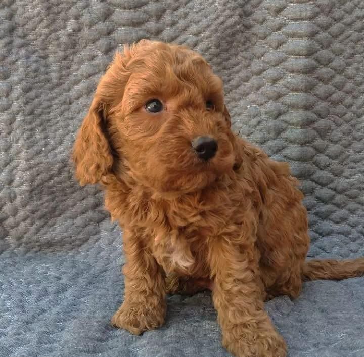 Red Toy Poodle