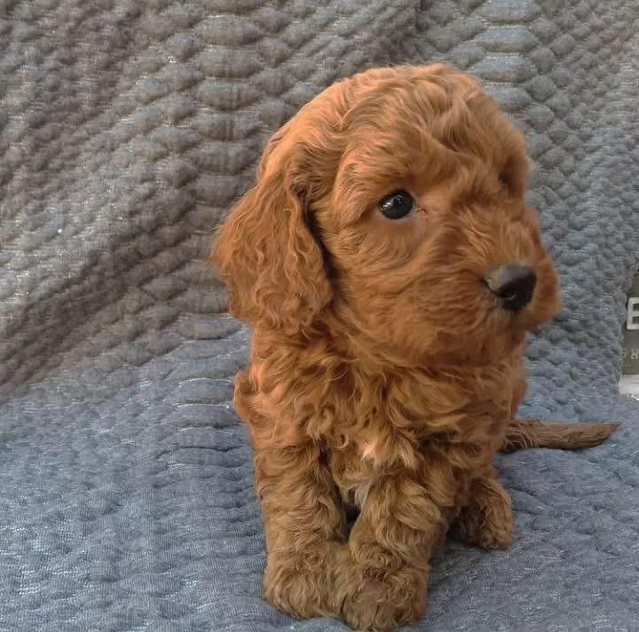 Red Toy Poodle Puppy for Sale – Adorable Tiny Companion - Image 2