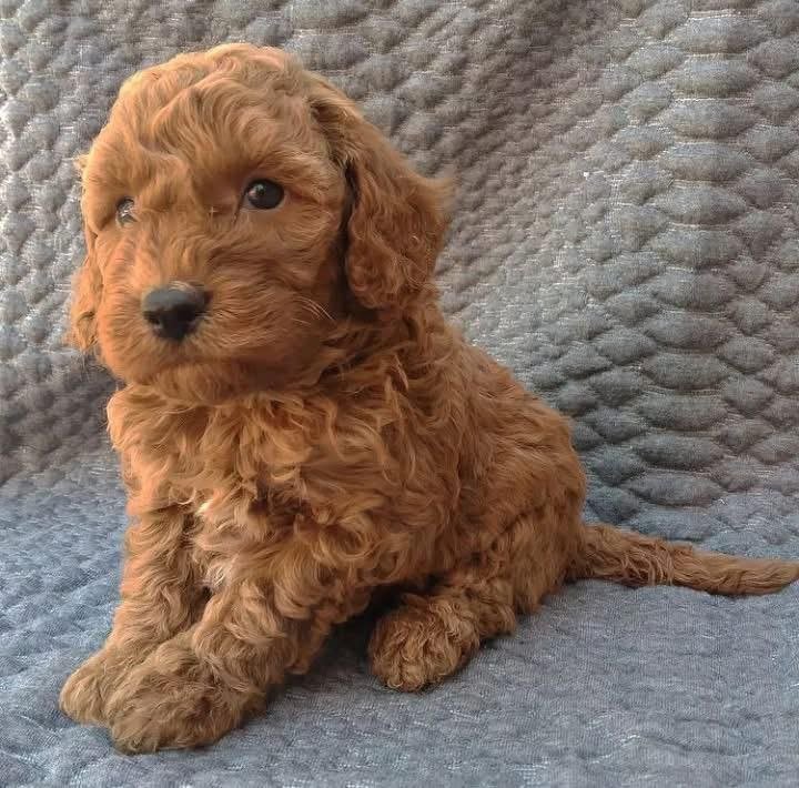 Red Toy Poodle Puppy for Sale – Adorable Tiny Companion - Image 3