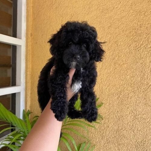 Black Toy Poodle Puppy for Sale – Cute Tiny Companion