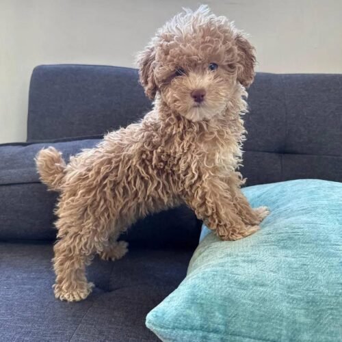 Cream Toy Poodle Puppy for Sale – Adorable Curly Companion