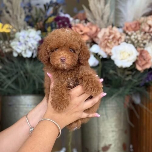 Teacup Red Poodle Puppy for Sale – Tiny Curly Companion