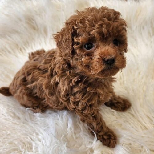 Red Toy Poodle Puppy for Sale – Tiny Curly Companion