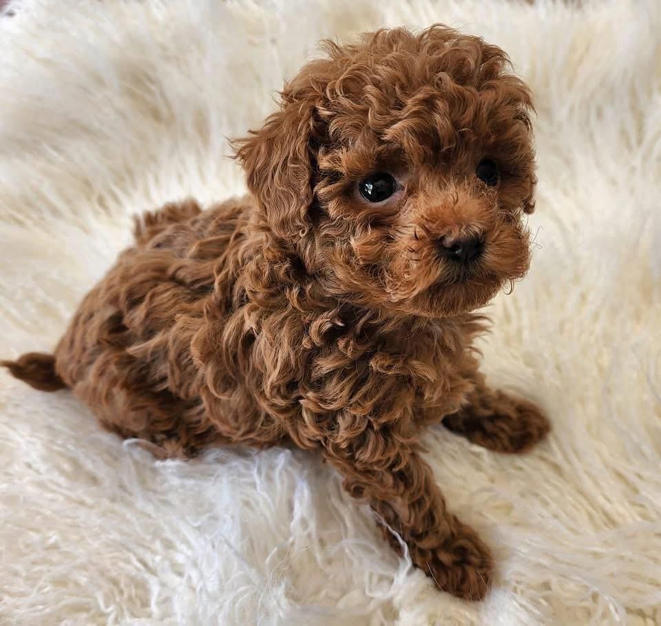 red-toy-poodle