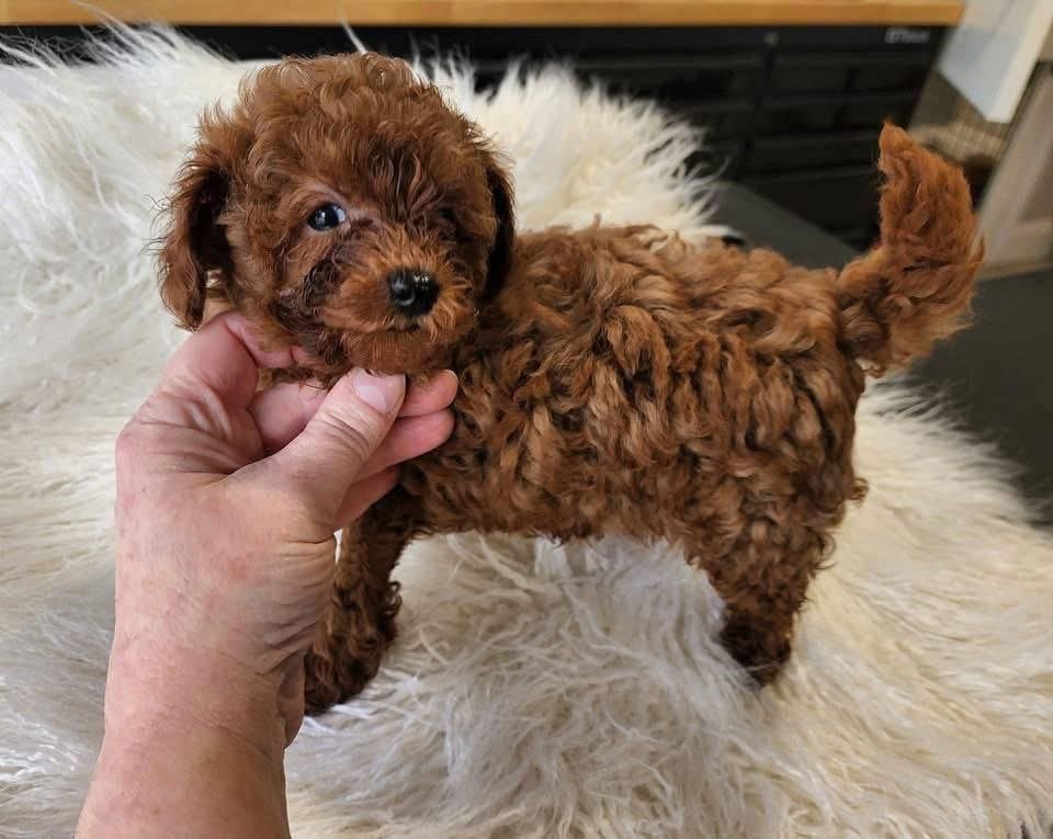 Red Toy Poodle Puppy for Sale – Tiny Curly Companion - Image 2