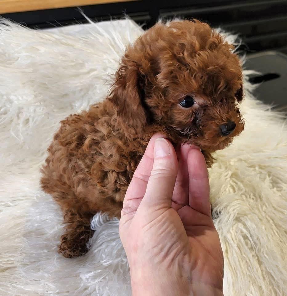 Red Toy Poodle Puppy for Sale – Tiny Curly Companion - Image 3