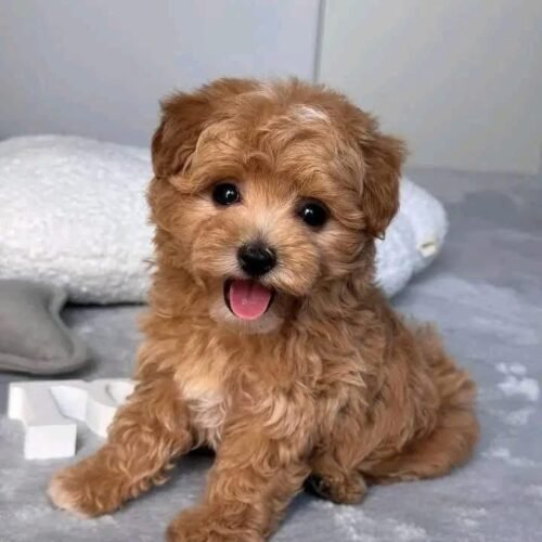 Tiny Apricot Poodle Puppy for Sale – Adorable Companion