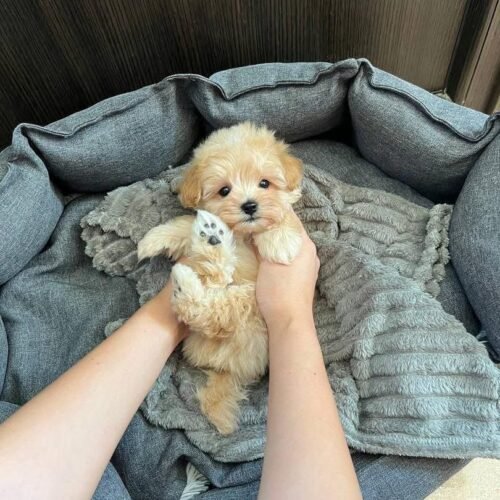 Apricot Toy Poodle Puppy for Sale – Tiny Teddy Bear Companion