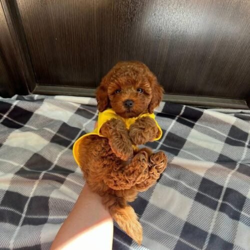 Red Toy Poodle Puppy for Sale – Tiny Teddy Bear Toy Poodle