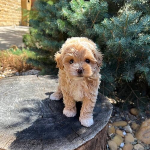 Cream Toy Poodle Puppy for Sale – Tiny Teddy Bear Companion