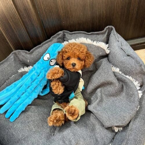 Micro Red Toy Poodle Puppy for Sale – Tiny Teddy Bear