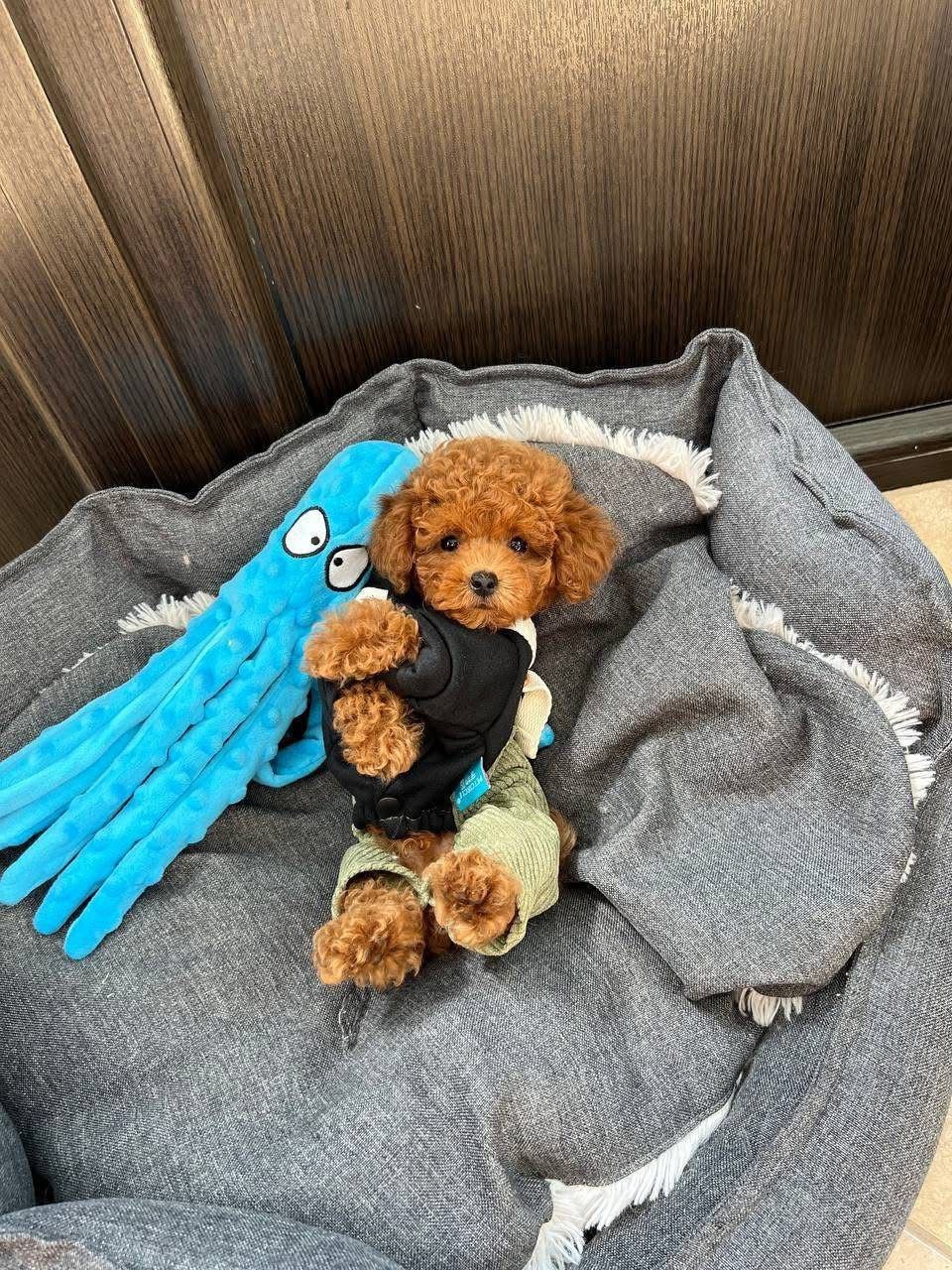 micro-red-toy-poodle-puppy-for-sale