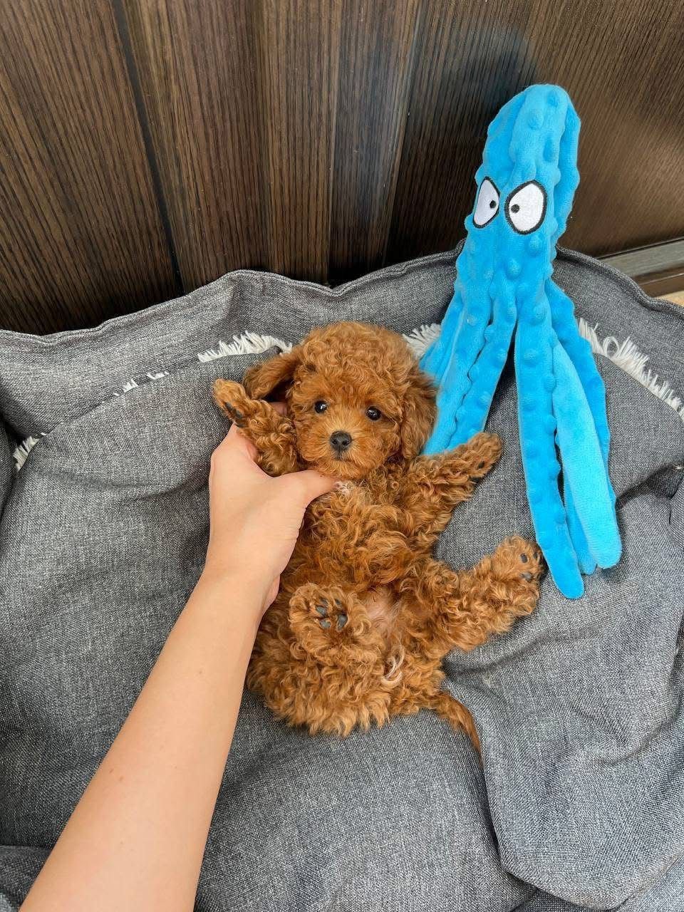 Micro Red Toy Poodle Puppy for Sale – Tiny Teddy Bear - Image 2