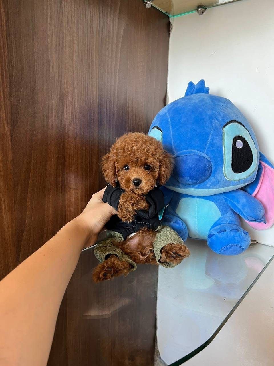 Micro Red Toy Poodle Puppy for Sale – Tiny Teddy Bear - Image 3
