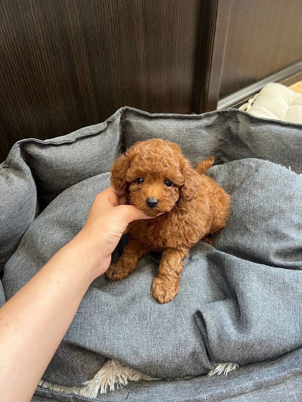 Micro Red Toy Poodle Puppy for Sale – Tiny Teddy Bear - Image 4
