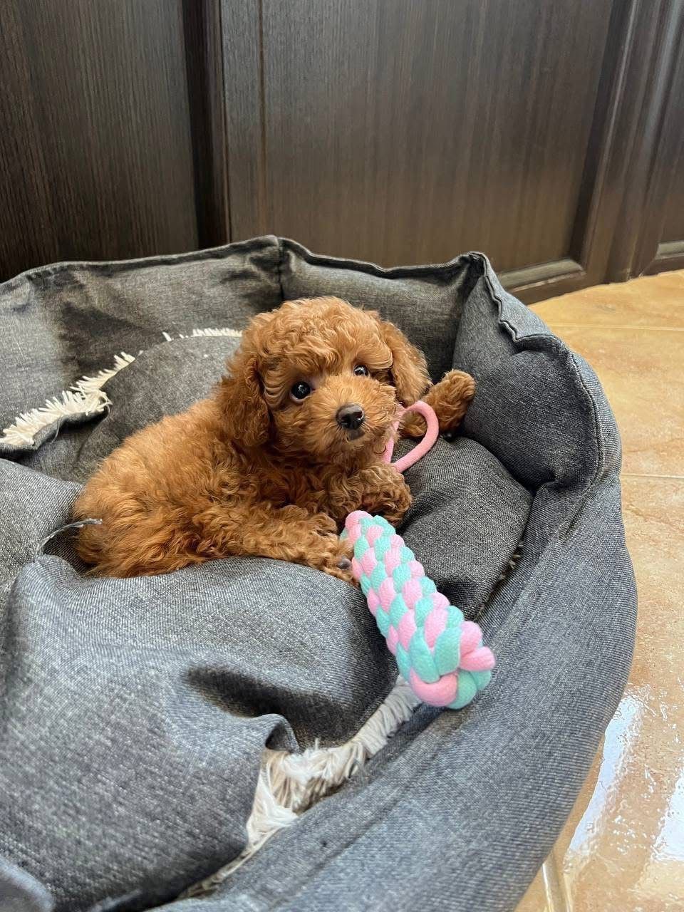 Micro Red Toy Poodle Puppy for Sale – Tiny Teddy Bear - Image 5