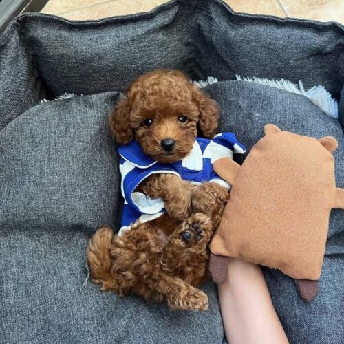 Teacup Apricot Toy Poodle Puppy for Sale – Cute Tiny Companion