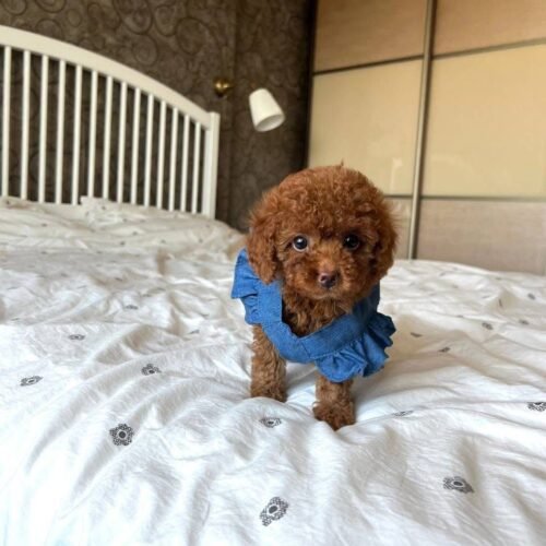 Teacup Red Toy Poodle Puppy for Sale – Adorable Tiny Companion