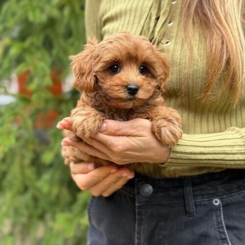Tiny Red Toy Poodle Puppy for Sale – Adorable Teddy Bear Puppy