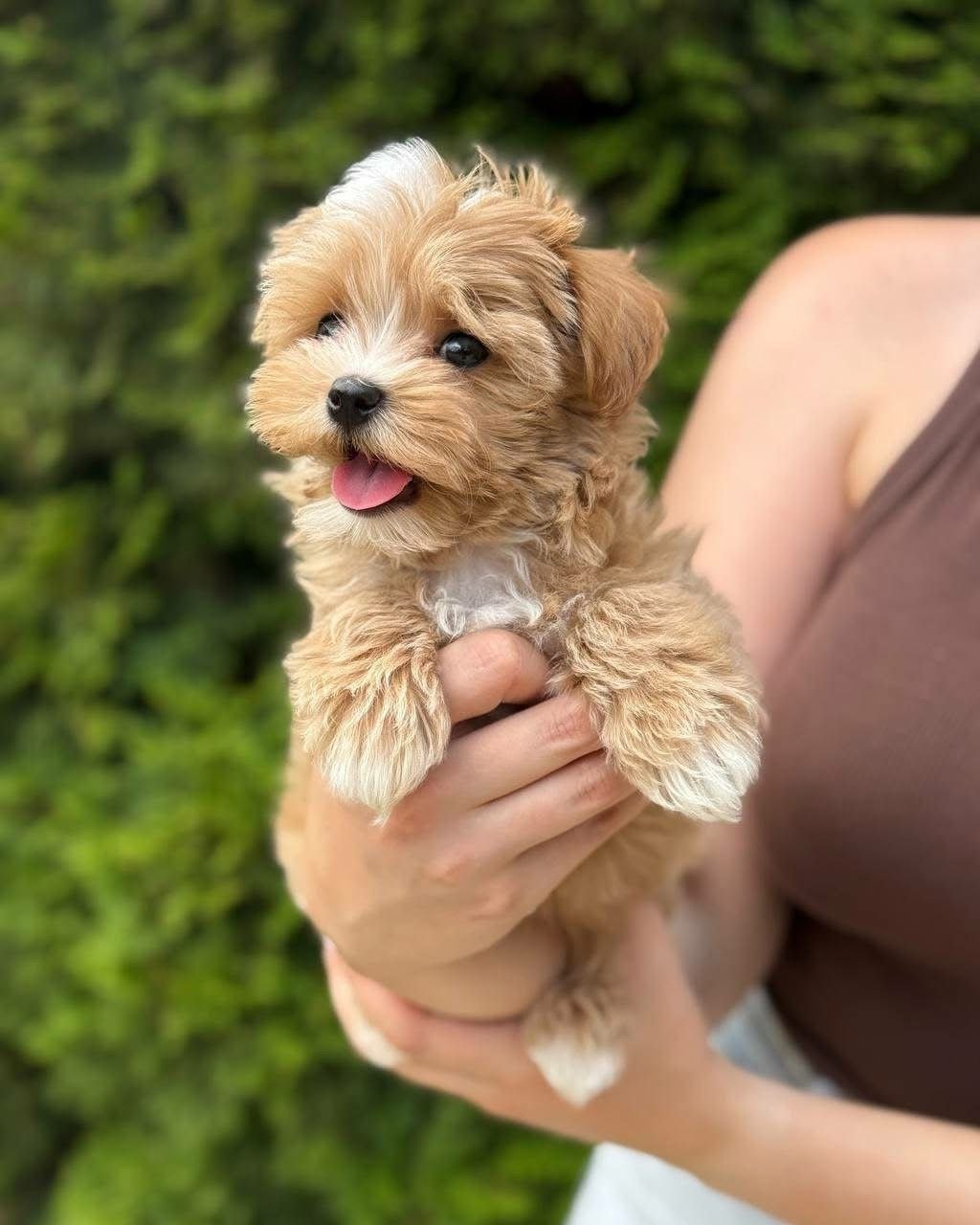Apricot Maltipoo Puppy for Sale – Adorable Teddy Bear Companion - Image 2