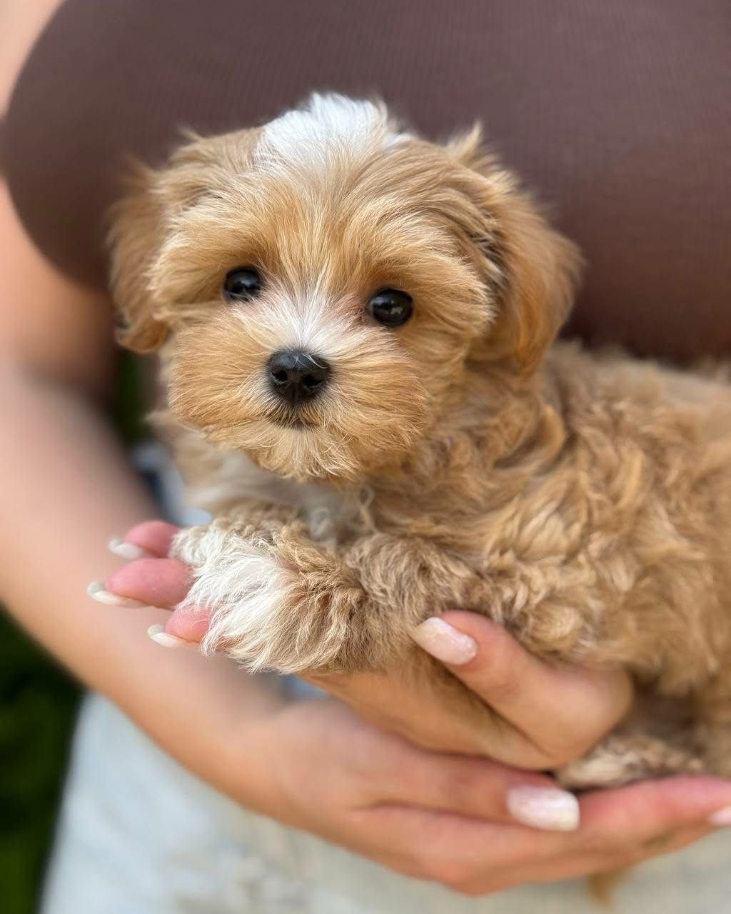 Apricot Maltipoo Puppy for Sale – Adorable Teddy Bear Companion