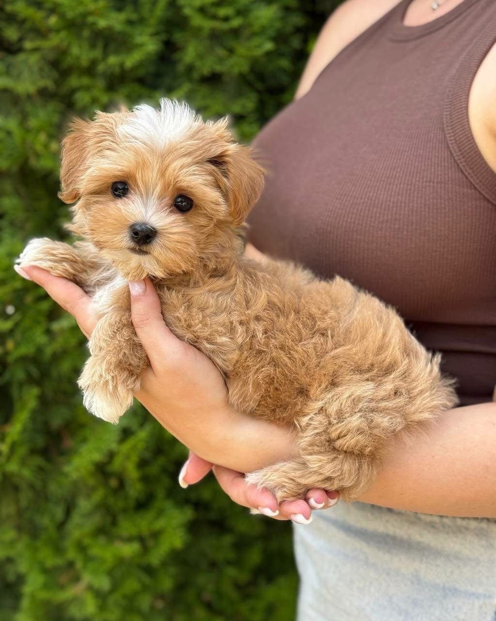 Apricot Maltipoo Puppy for Sale – Adorable Teddy Bear Companion - Image 4