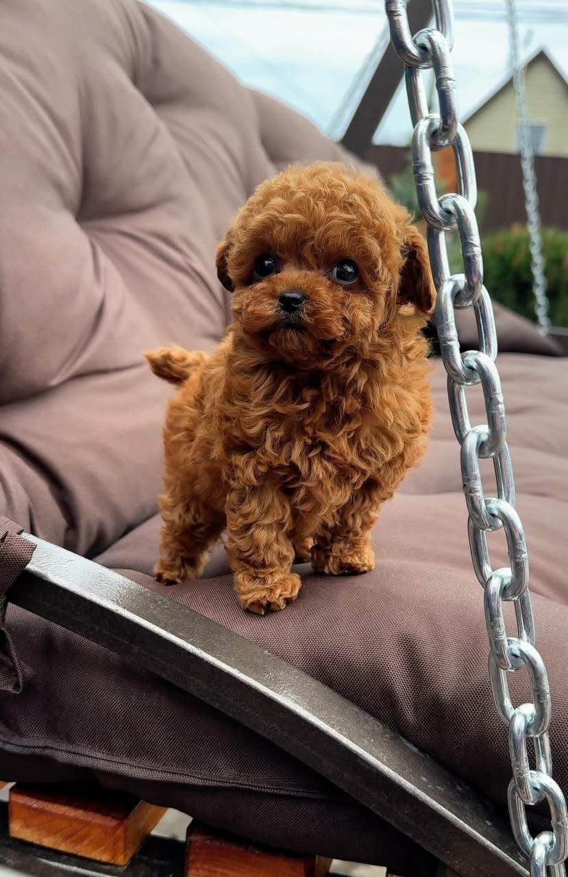 Teacup Red Toy Poodle Puppy for Sale – Teddy Bear Puppy - Image 2