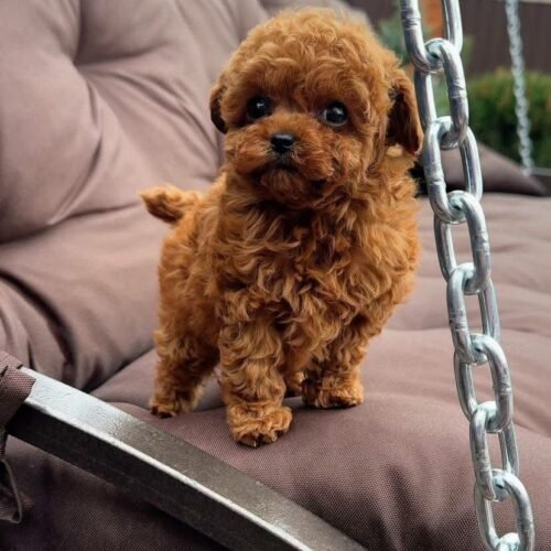 Teacup Red Toy Poodle Puppy for Sale – Teddy Bear Puppy