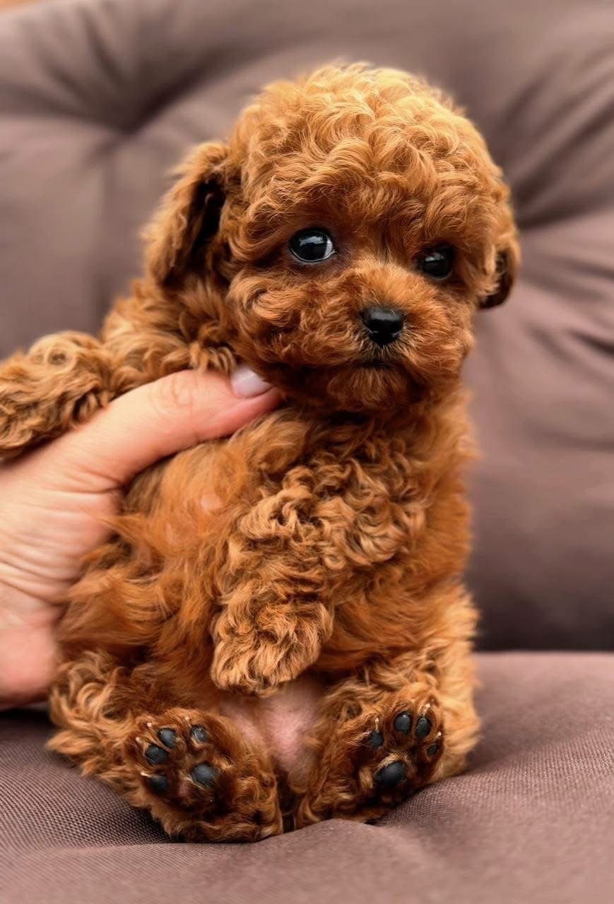 Teacup Red Toy Poodle Puppy for Sale – Teddy Bear Puppy - Image 3
