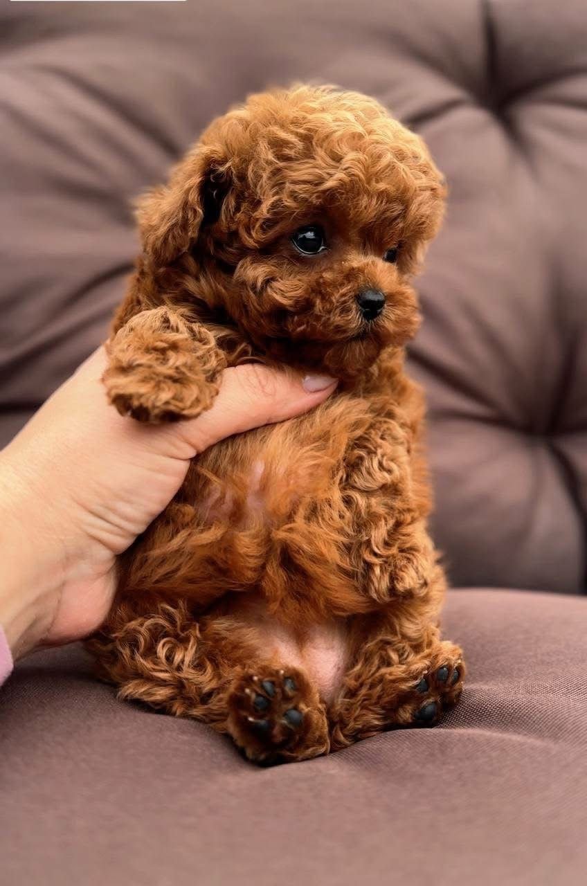 Teacup Red Toy Poodle Puppy for Sale – Teddy Bear Puppy - Image 4