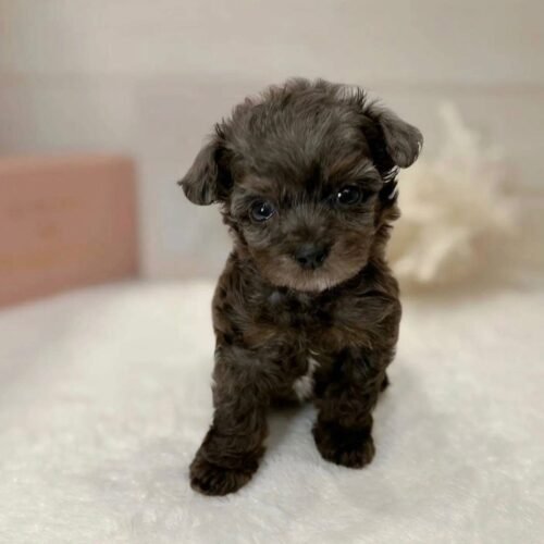 Chocolate Maltipoo Puppy for Sale – Adorable Companion