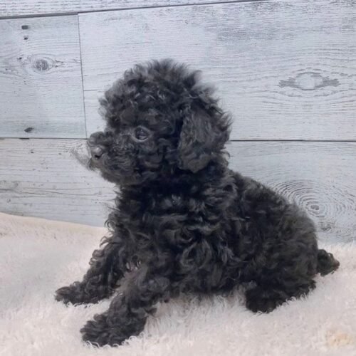 Black Toy Poodle Puppy for Sale – Small Breed Companion Dog